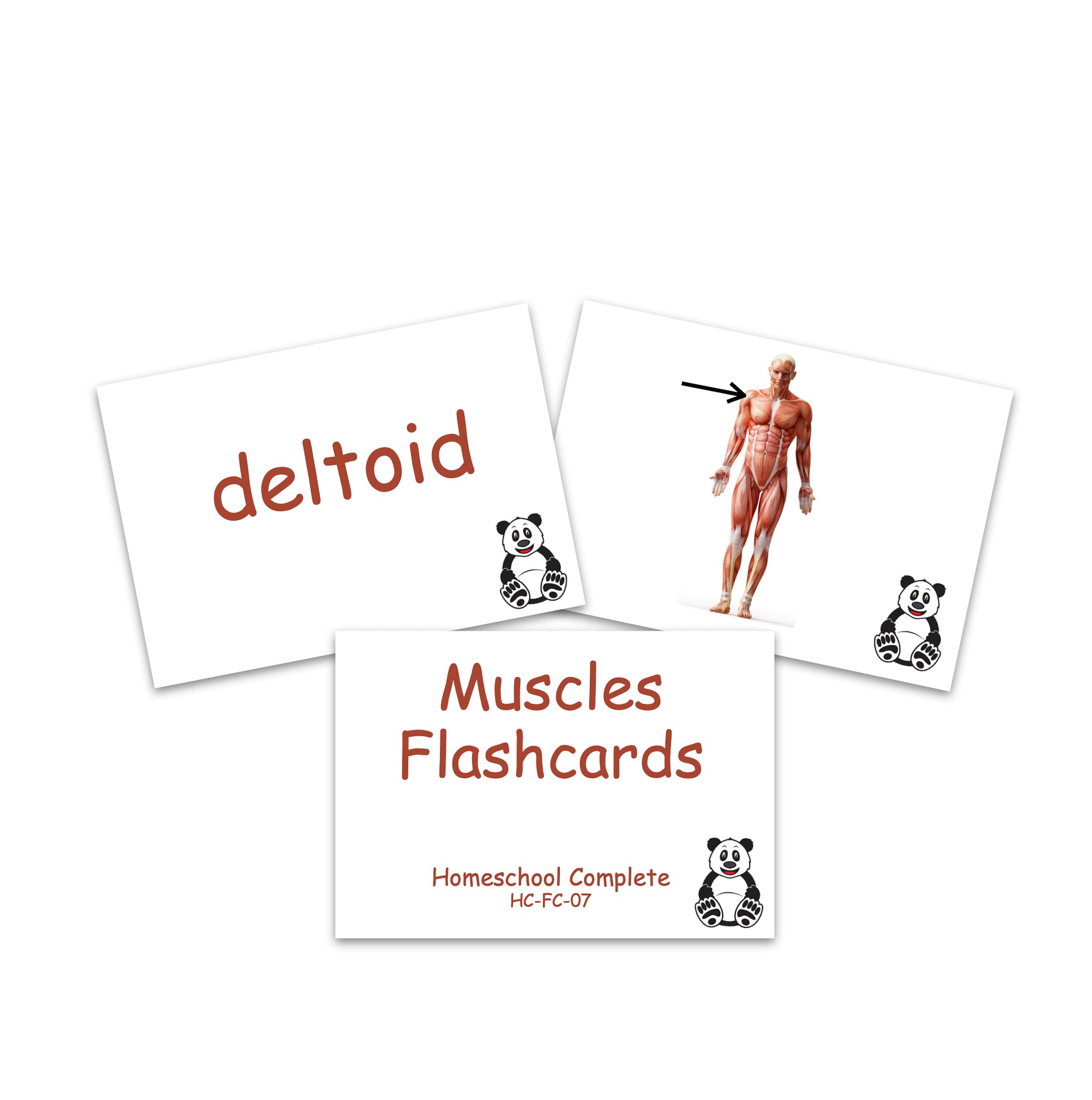 Muscles Flashcards